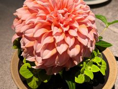 -马旺子·川小馆