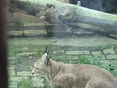 -青藏高原野生动物园