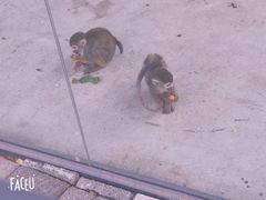 -长白岛森林公园