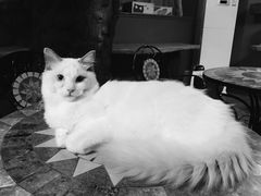 -猫猫幼稚园·撸猫·桌游·电玩