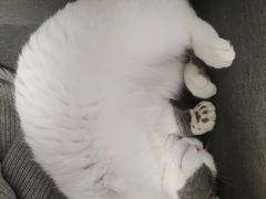 -瑞鹏瑞爱宠物医院·全科·猫科·血液透析中心(龙头寺店)