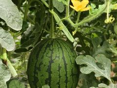 -庞各庄翠芳园西瓜蔬菜基地采摘园