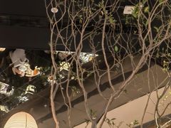 -桂满陇·海市蜃楼·黑金(国金店)