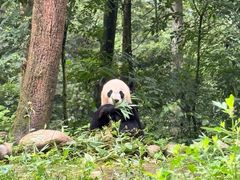 -中国大熊猫保护研究中心雅安碧峰峡基地