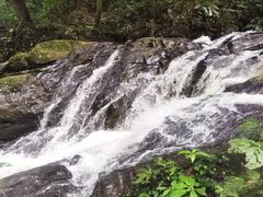 -莫里热带雨林景区