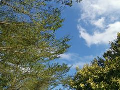 -惠州白鹭湖雅居乐喜来登度假酒店-采悦轩中餐厅