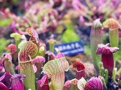-中国科学院西双版纳热带植物园