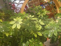 -花馬肆.云南过桥米线(汉神购物广场现场熬汤店)