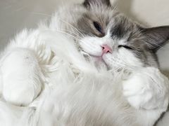 -天使宠物医院·犬猫分诊(彩虹店)