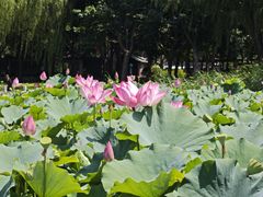 -莲花池公园