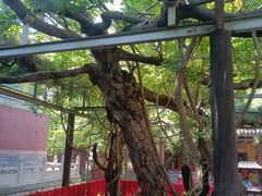 -红螺寺