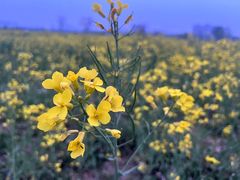 -汉长安城未央宫国家考古遗址公园