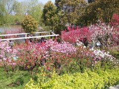 -南汇桃花村