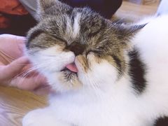 -萌喵宠狗爱心宠咖