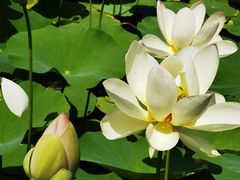 -莲花池公园