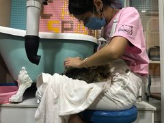-十年猫舍·猫咪专门店(普陀店)