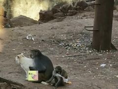 -昆明动物园