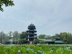 -桂湖森林公园