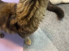 -1013 PET SHOP 宠物商店(近铁城市广场店)