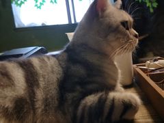 -猫猫幼稚园·撸猫·桌游·电玩