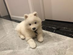 -pd派德宠物中心医院24H急重症·眼科中心·血液透析中心(嵩山北路店)