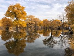 -金塔沙漠胡杨林景区