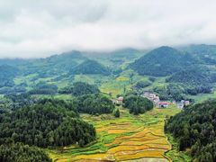 -紫鹊界梯田景区