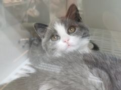 -lincat·猫舍(广州店)