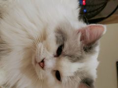 -滚猫咖啡·猫咖·猫友好撸猫(未来城店)