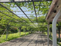 -东平国家森林公园