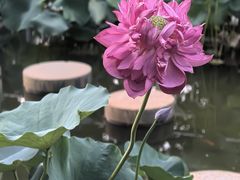 -朝阳公园