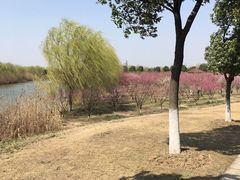 -南湖湿地公园