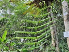 -海南热带雨林国家公园吊罗山景区