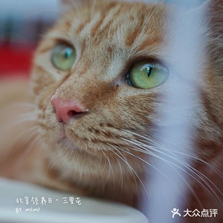 太可爱！连孙俪娘娘都为他们站台