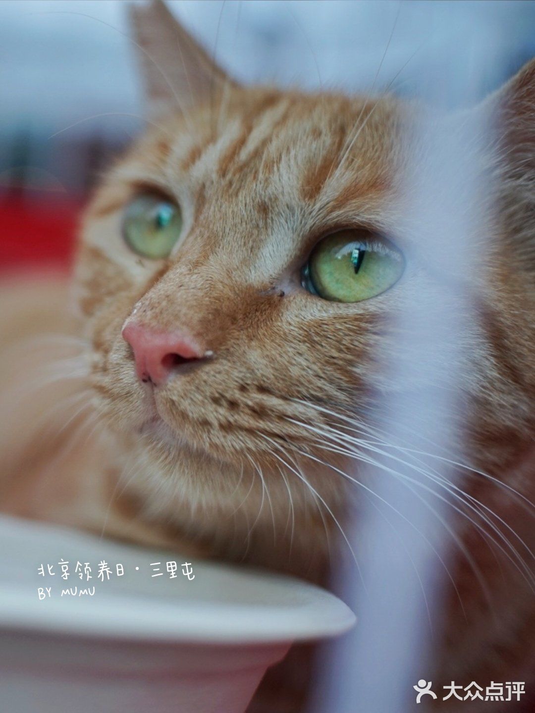 太可爱！连孙俪娘娘都为他们站台