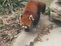 -成都动物园