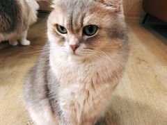 -MOCHA明星猫咖(田子坊店)