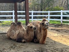 -哈尔滨北方森林动物园