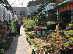 -曲阳花鸟市场(曲阳路店)