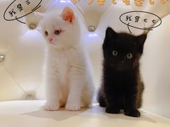 -宠爱国际动物医院· 猫科· 外科·中兽医(长白店)