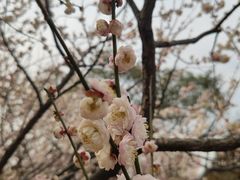 -无锡梅园公园
