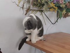 -共舞时光猫咖·狗咖(新街口店)