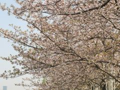 -高东镇樱花园