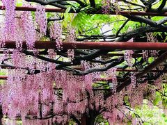 -嘉定紫藤园