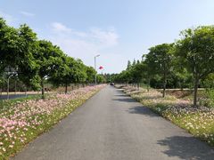 -上海长兴岛郊野公园