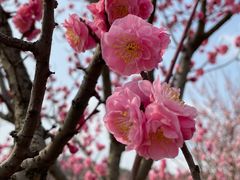-苏州上方山国家森林公园