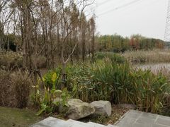 -长田漾湿地公园