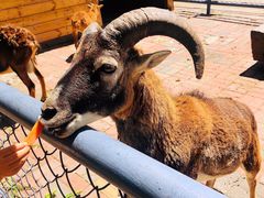 -长白岛森林公园