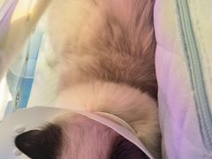 -达爱动物医院·犬猫分区·CT·复杂眼科(远洋山水分院)