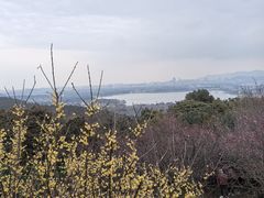 -香雪海
